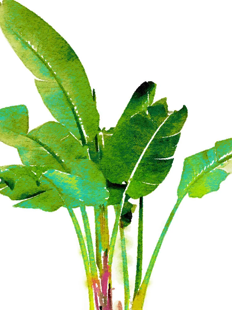 Aquarelle de feuilles de bananier tropical - Photographie fineart par Uma Gokhale
