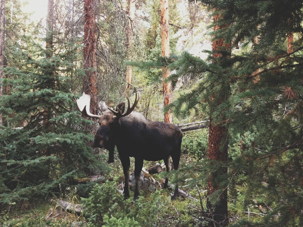 Modest Moose - Photographie d'art par Kevin Russ