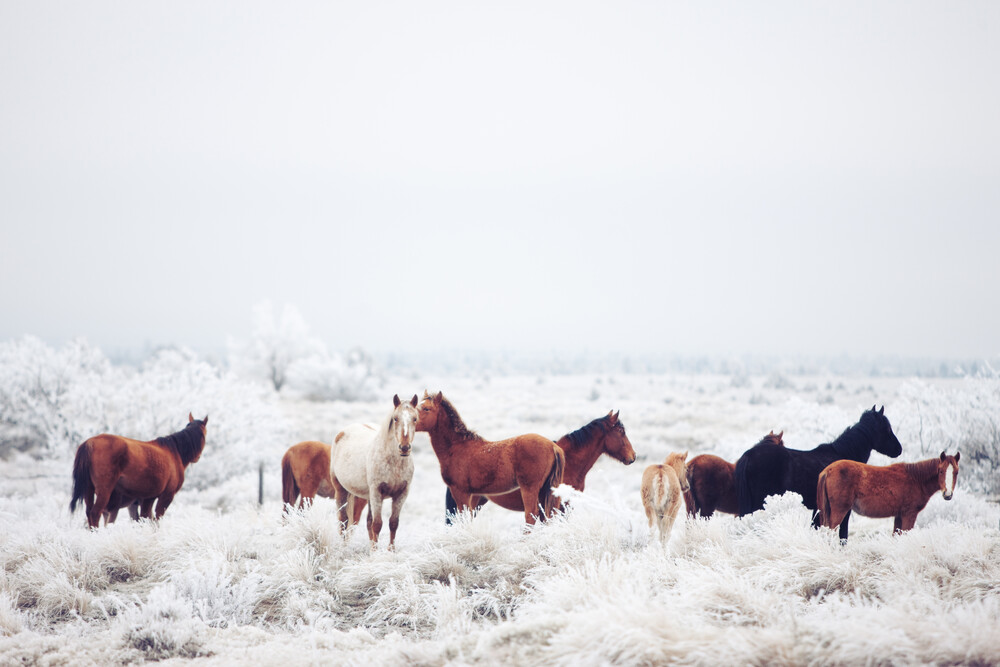 Winter Horseland - Photographie d'art par Kevin Russ