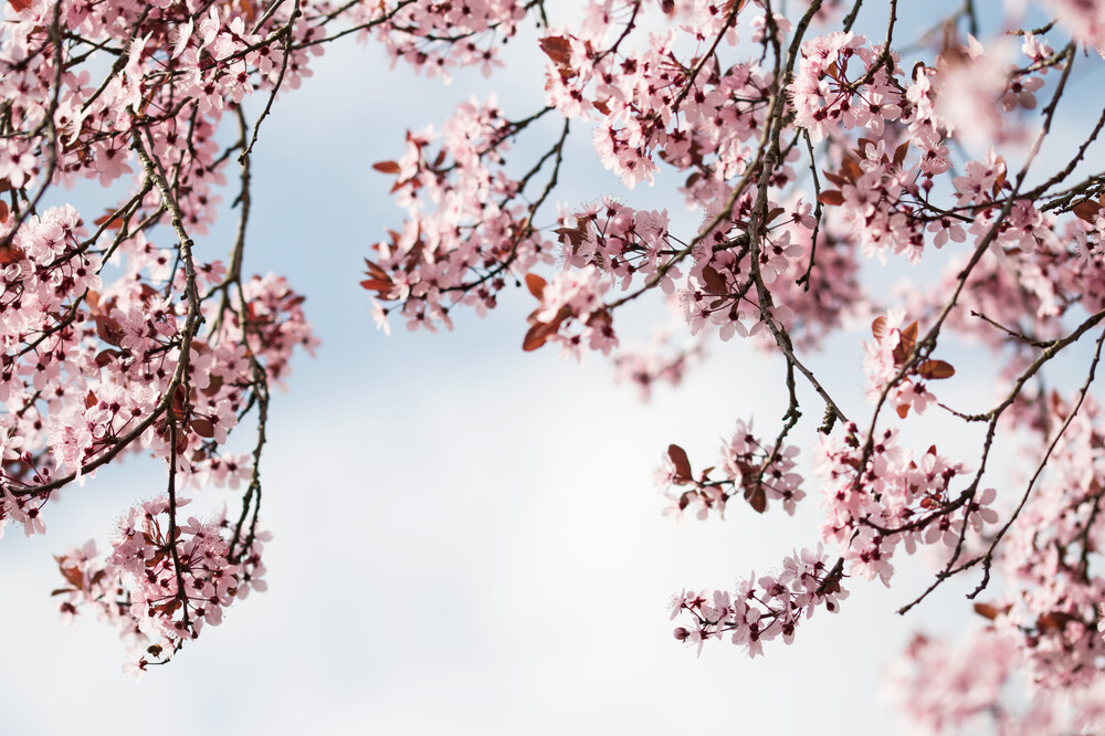 Fleur de cerisier du Japon - Photographie d'art par Manuela Deigert