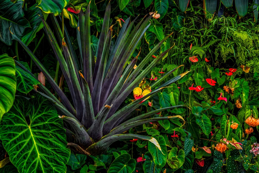 Plantes tropicales - Photographie fineart par Miro May