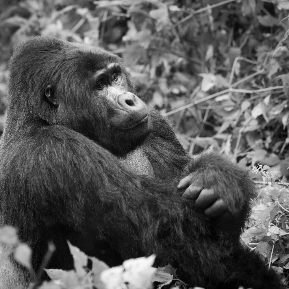 Portrait gorille à dos argenté - Photographie d'art par Dennis Wehrmann