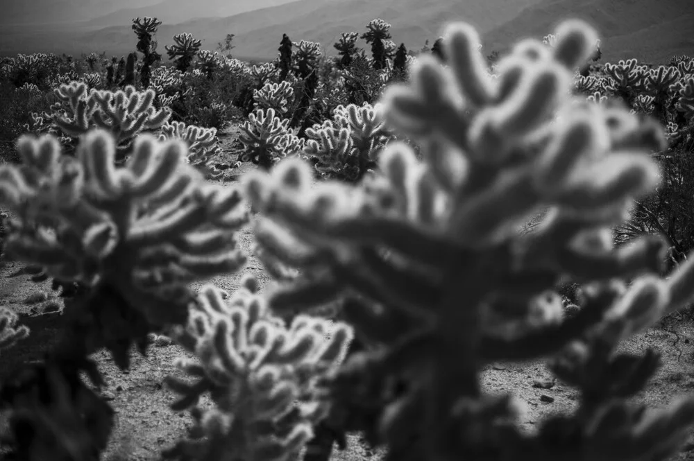 Cholla Cacti au parc national de Joshua Tree - photographie de Jakob Berr