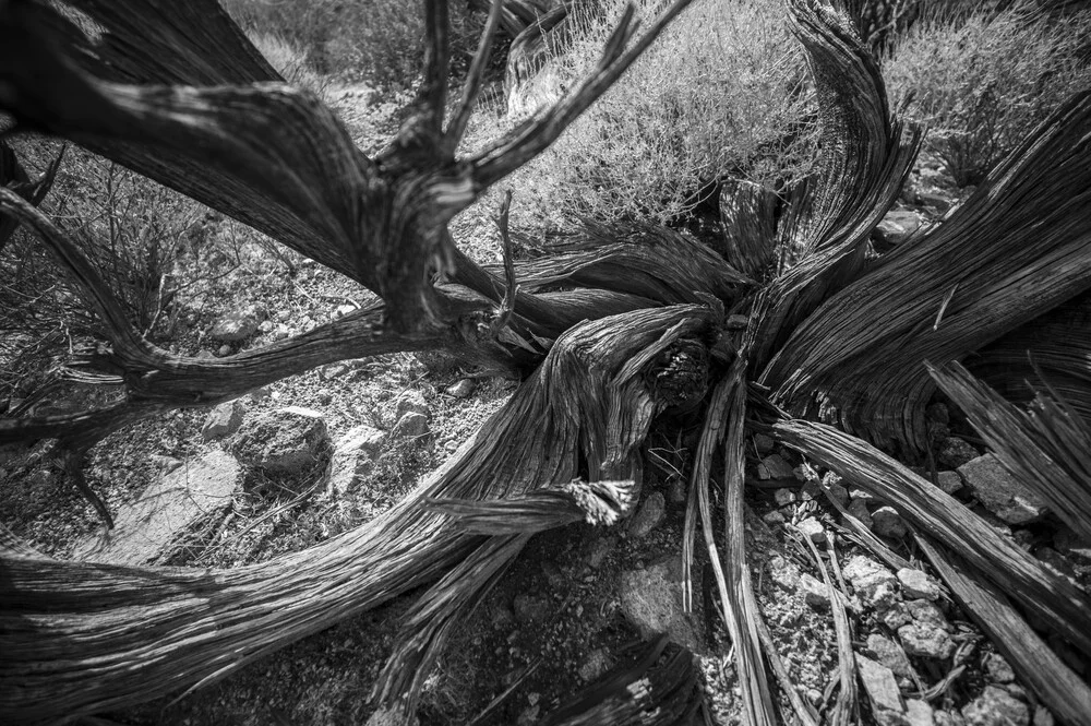 Arbre mort, parc national de Joshua Tree - photographie de Jakob Berr