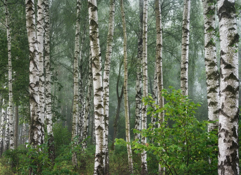 Wald XVIII - fotokunst de Heiko Gerlicher
