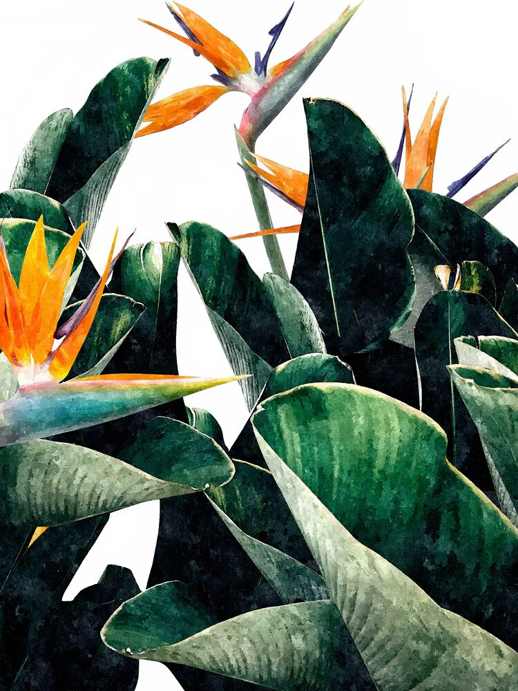 Paradis Oiseau, Nature Botanique Plante Florale, Jardin Tropical - fotokunst von Uma Gokhale