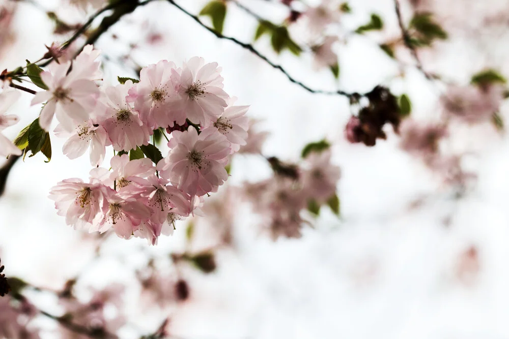Frühlingsblüten - fotokunst de Manuela Deigert