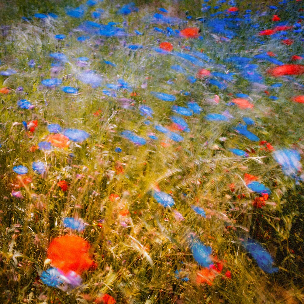 Fleurs dans le vent - Photographie fineart par J. Daniel Hunger