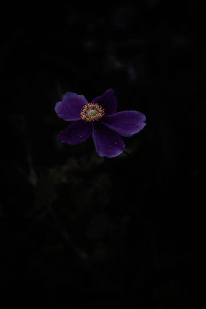 Or sur violet - Photographie Fineart par Eva Stadler