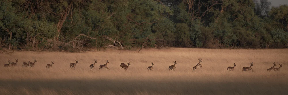 Troupeau d'Impala Delta de l'Okavango - Photographie Fineart par Dennis Wehrmann