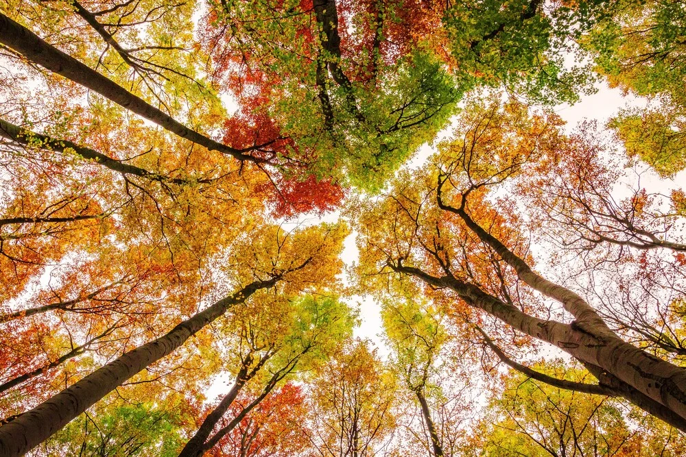 Die Farben des Herbstes - Photographie d'art par Heiko Gerlicher