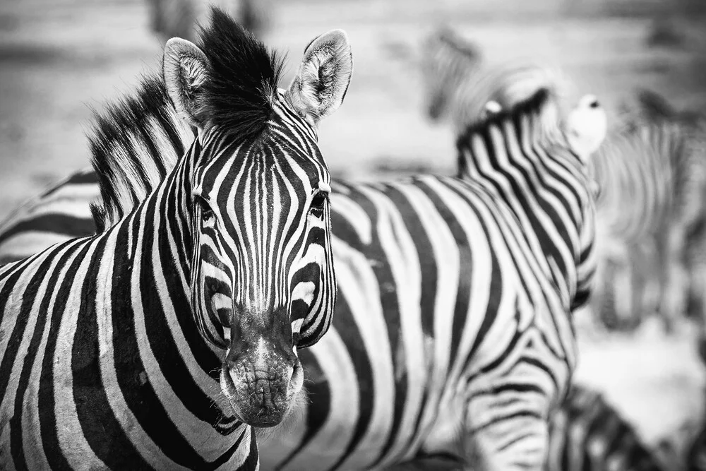 Zebra Etosha National Park Namibie - Photographie fineart par Dennis Wehrmann