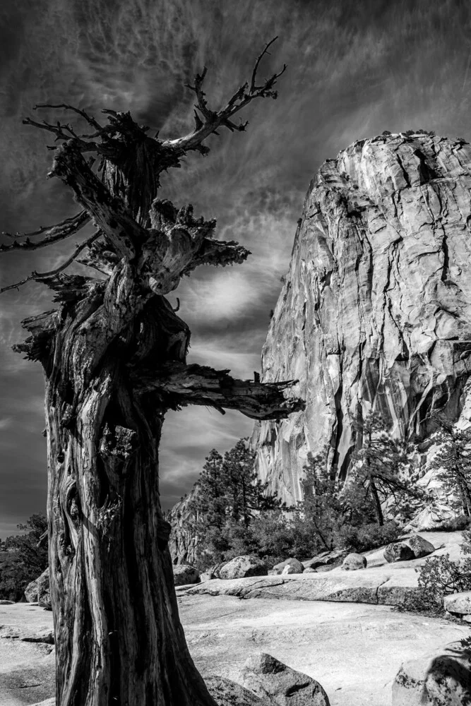 Old Tree - Yosemite National Park (USA) - Photographie d'art par Jörg Faißt