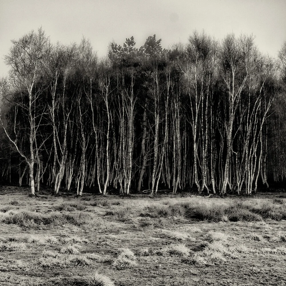Baum #10 - Photographie d'art par J. Daniel Hunger