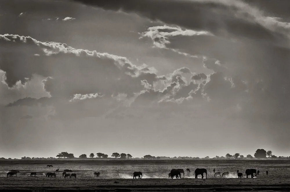 Éléphants à Ihaha - Botswana - Photographie d'art par Franzel Drepper