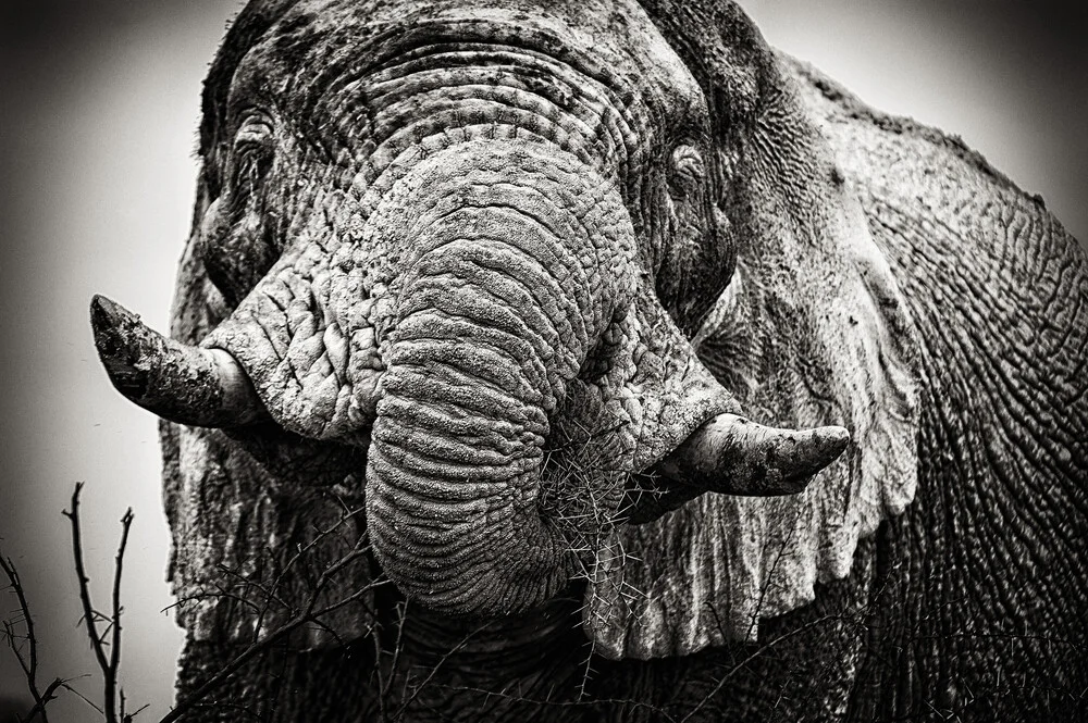 Portrait d'un éléphant blanc - Photographie fineart de Franzel Drepper