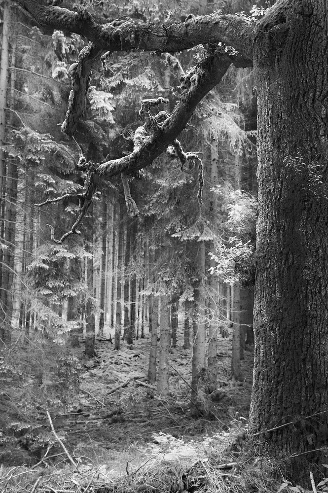 forêt hantée - Photographie fineart par Andreas Odersky