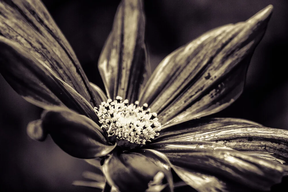 La fleur - Photographie fineart de Markus Landsmann