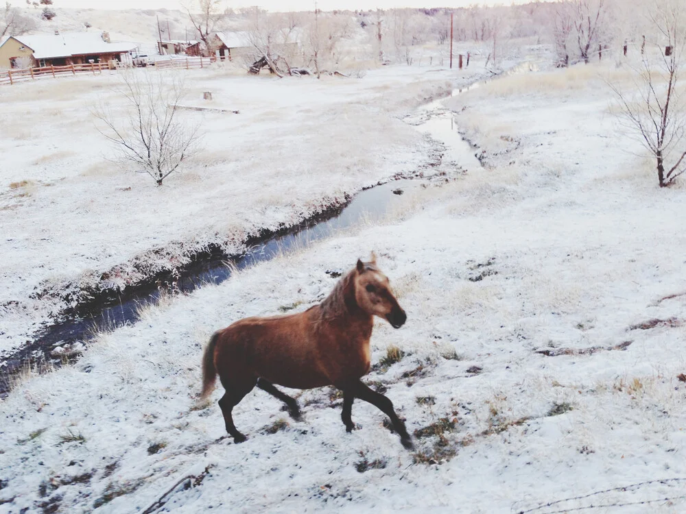 Cheval de ferme d'hiver - photographie de Kevin Russ