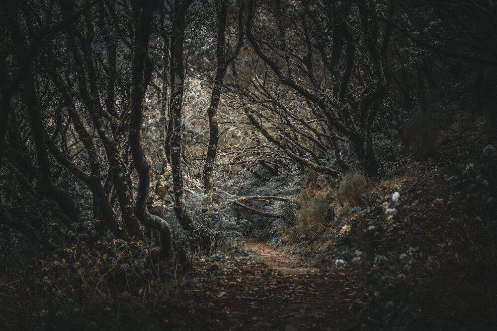 Madère - Spooky Woods - Photographie d'art par Jean Claude Castor
