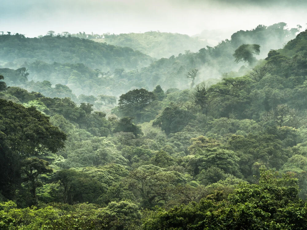 Der Nebelwald von Monteverde 2 - Photographie fineart de Johann Oswald