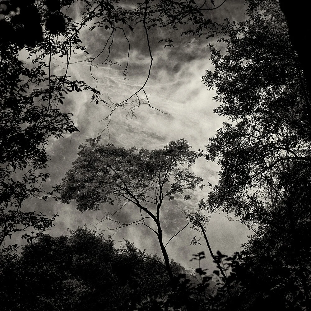 Baum #13 - Photographie d'art par J. Daniel Hunger