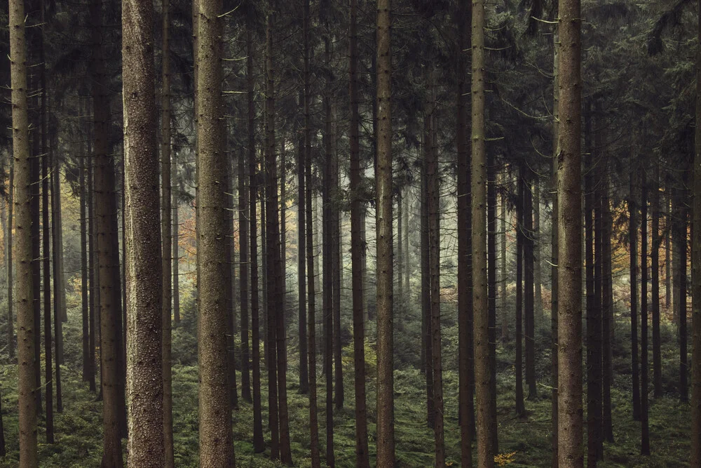 Forêt de Teutoburg - Automne - Photographie fineart de Nadja Jacke