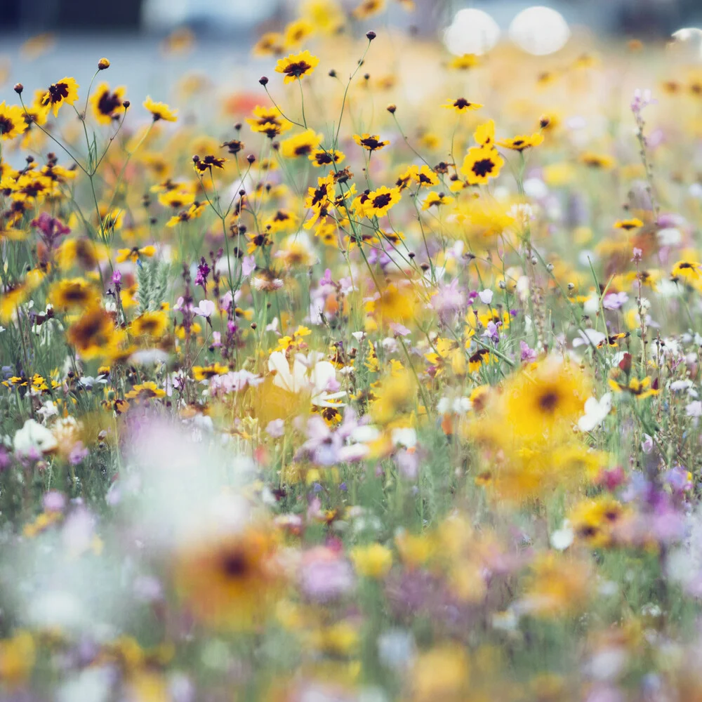Prairie de fleurs d'été avec des fleurs sauvages - Photographie fineart de Nadja Jacke