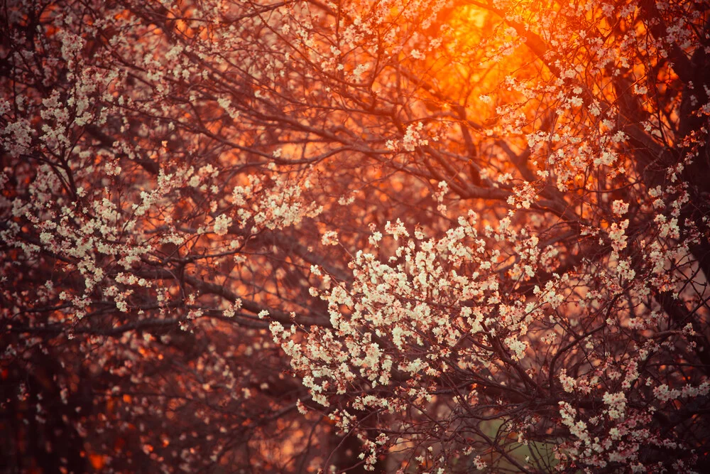 arbre en fleurs et éruption solaire - Photographie fineart de Juvenal Manfrin