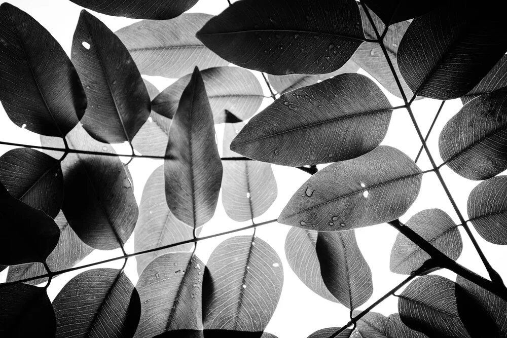 Experiments with Leaves, 2015, 2 - Photographie fineart de Tal Paz-fridman