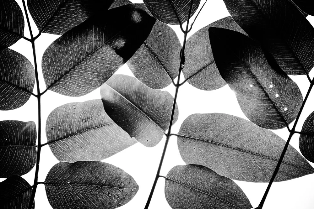 Experiments with Leaves, 2015, 1 - Photographie fineart de Tal Paz-fridman