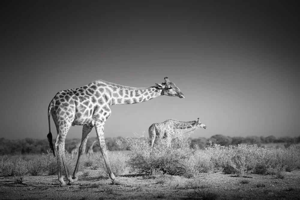 Cacher des girafes - fotokunst von Tillmann Konrad