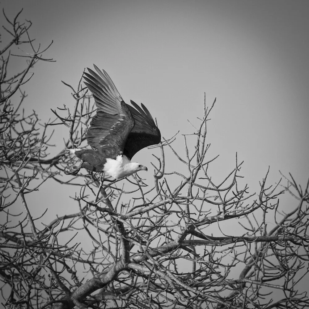 Sea Eagle Krüger National Park Afrique du Sud - photographie de Dennis Wehrmann