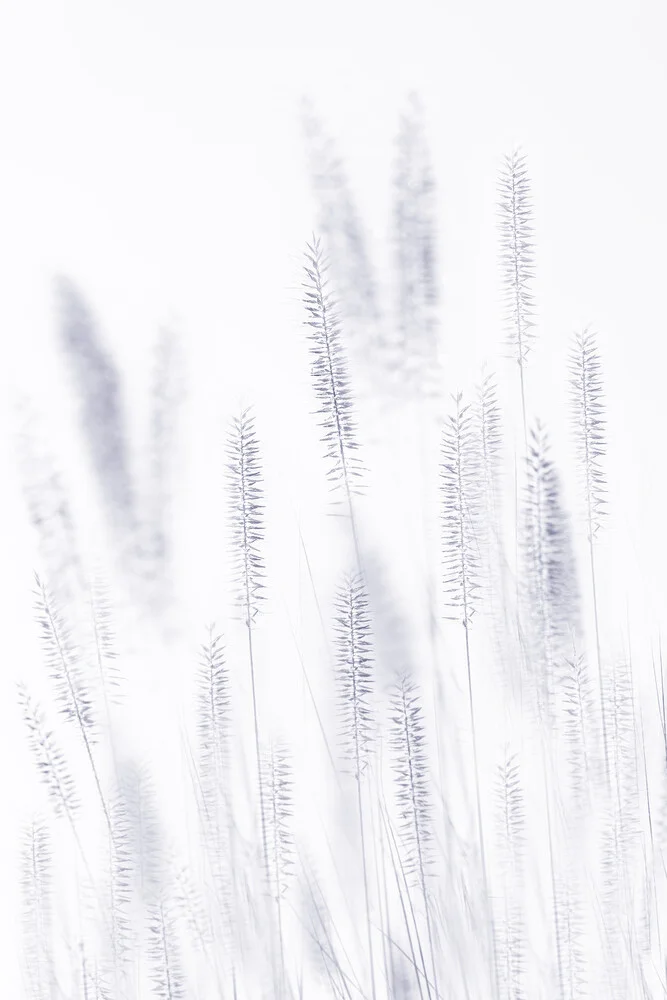 Grass, Work I - Photographie d'art de Torsten Kupke