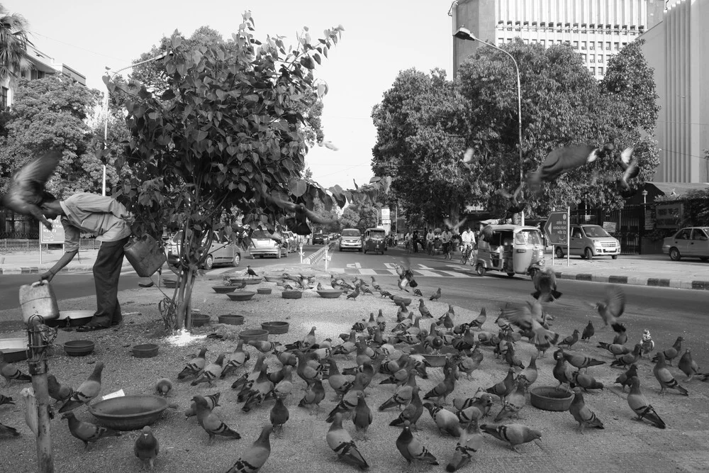 Pigeons - Photographie d'art par Jagdev Singh
