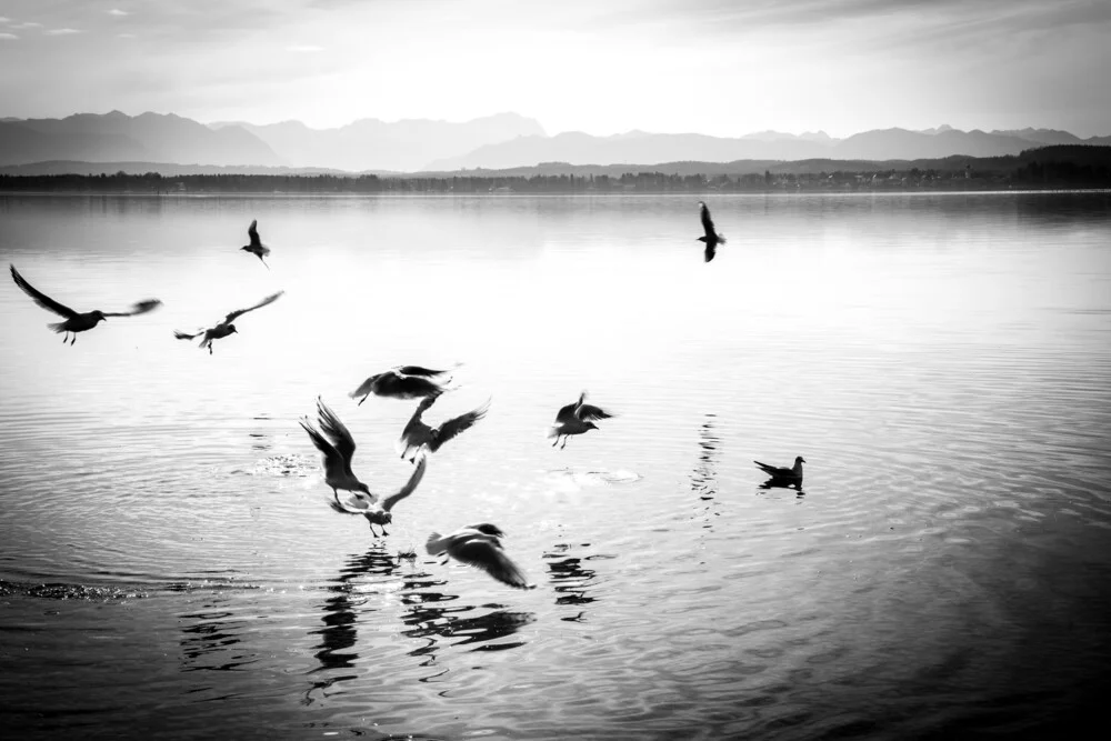 Oiseaux - photographie de Gabriele Spörl