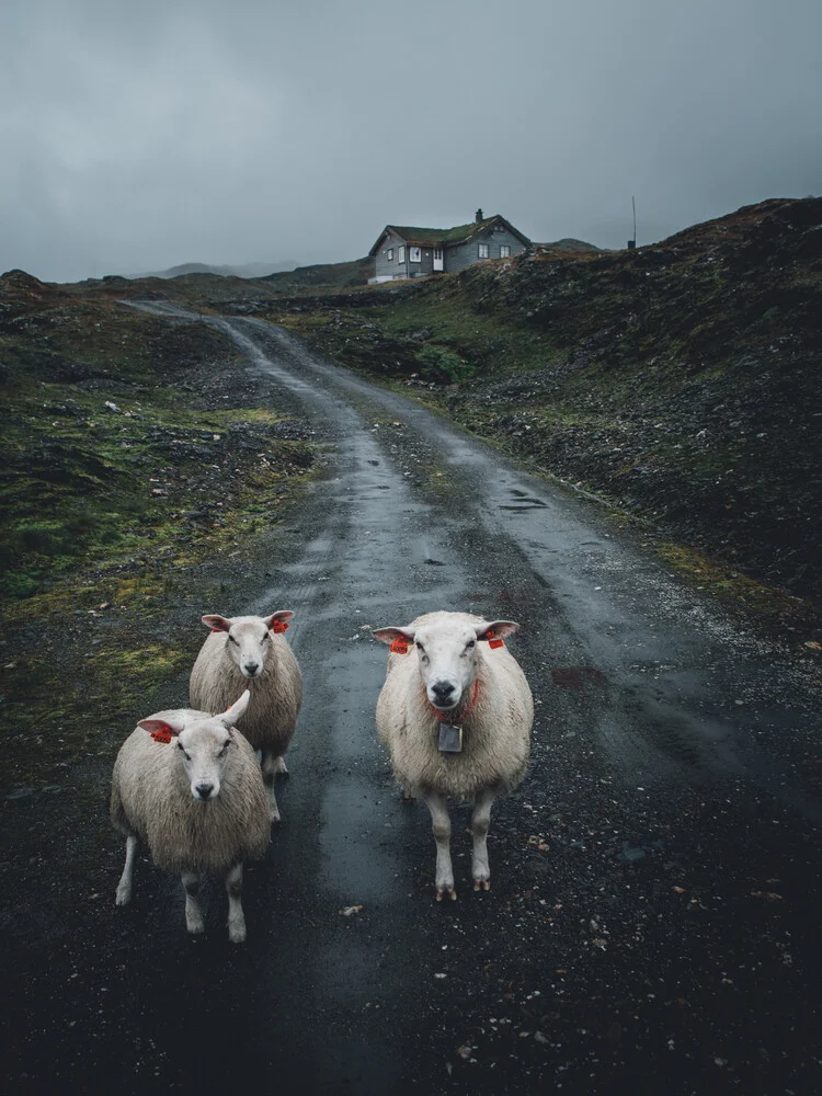 sensations fortes des moutons - Photographie fineart de Leo Thomas