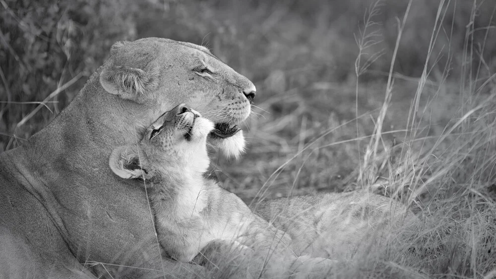 Mère lion avec son petit - Photographie fineart de Dennis Wehrmann
