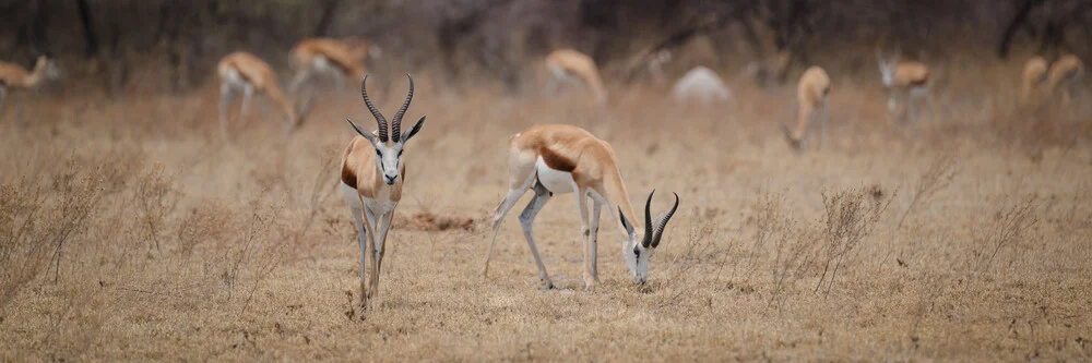 Antilopes dans le parc national de Nxai Pan - Photographie d'art par Dennis Wehrmann