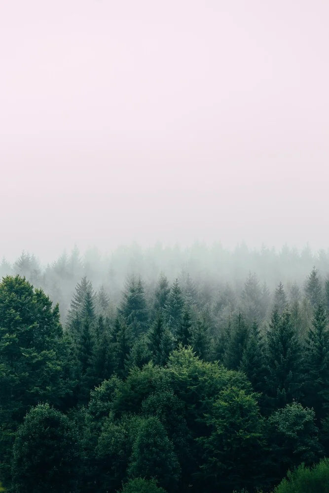 Foggy Forest - Photographie d'art par Christian Hartmann
