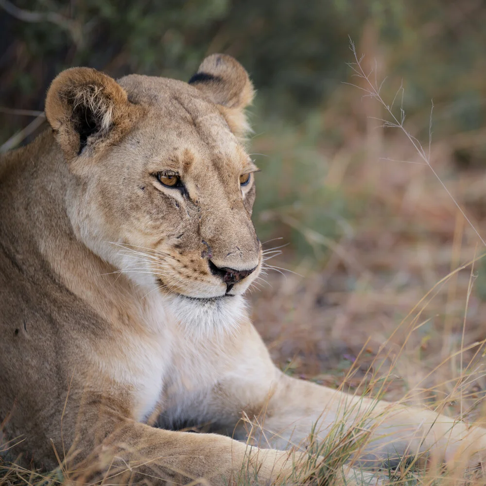 Lion dans l'herbe - Photographie fineart de Dennis Wehrmann
