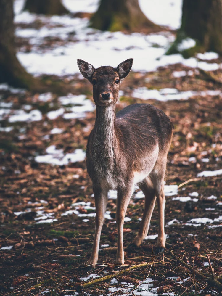 Bambi dans les bois - Photographie d'art de Gergo Kazsimer