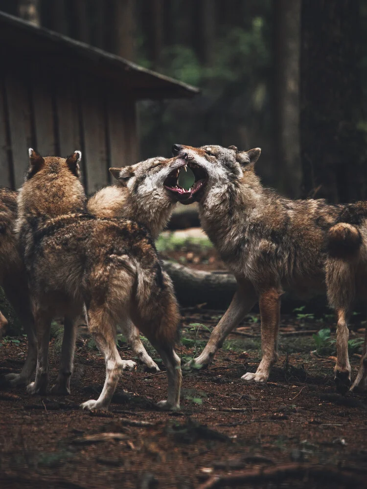 La meute de loups - Photographie d'art de Gergo Kazsimer