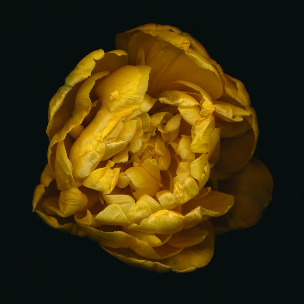 tulipe farcie jaune - Photographie fineart de Ramona Reimann