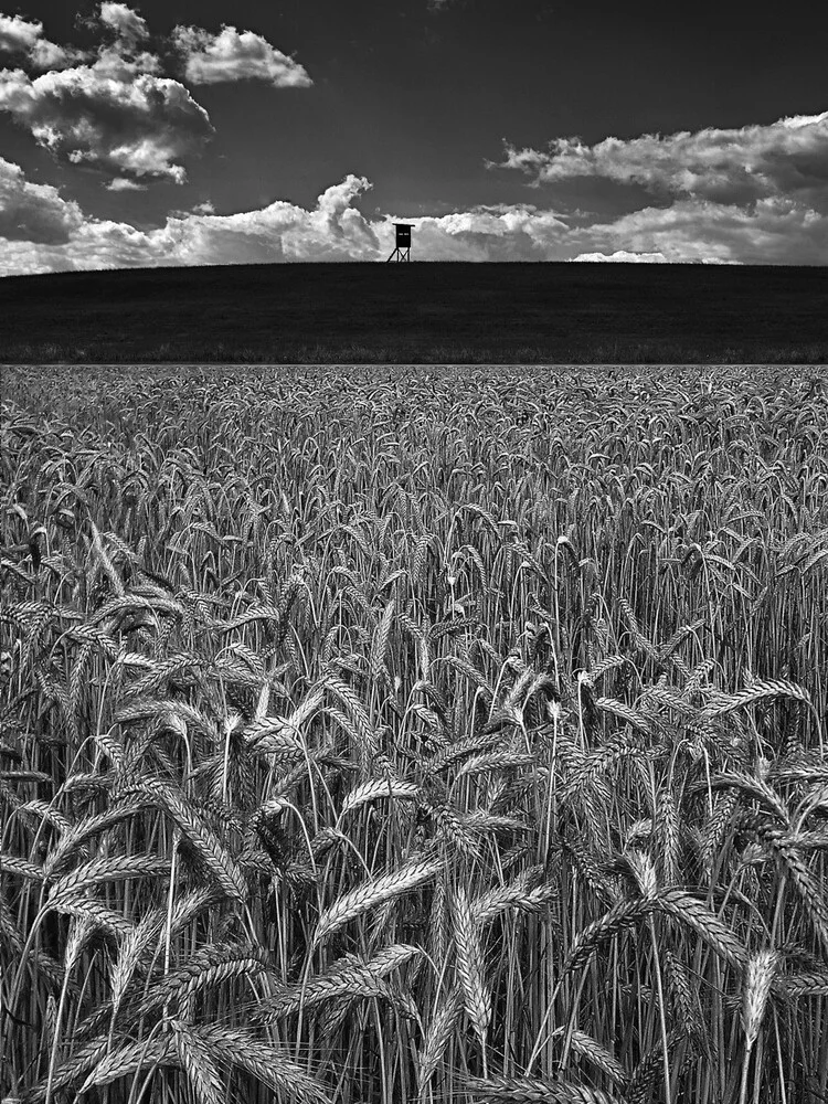 Getreidefeld im Sommer - Photographie d'art par Ernst Pini