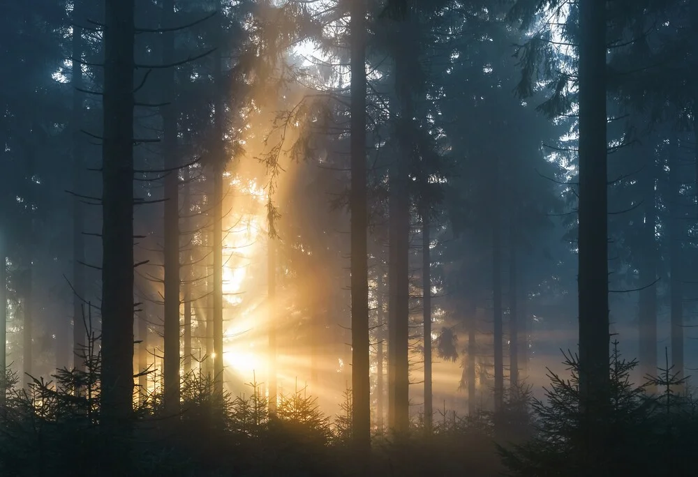 Lightburst in the Forest - Photographie d'art par Alex Wesche