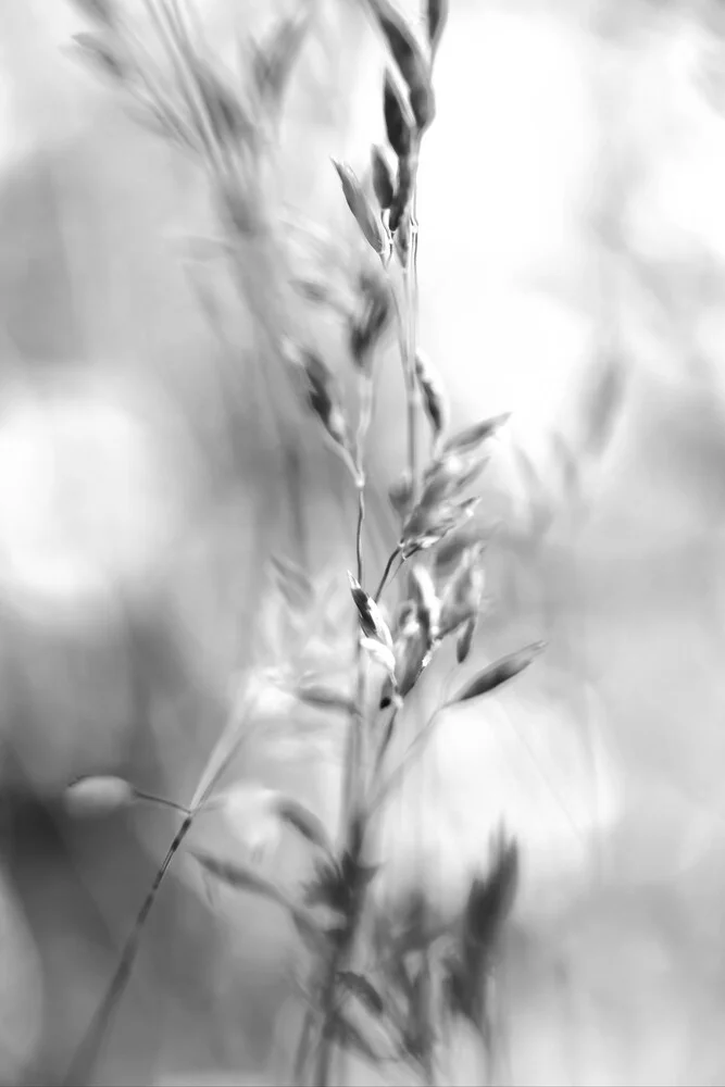 Herbe flottante en noir et blanc - II - Photographie d'art par Doris Berlenbach-Schulz