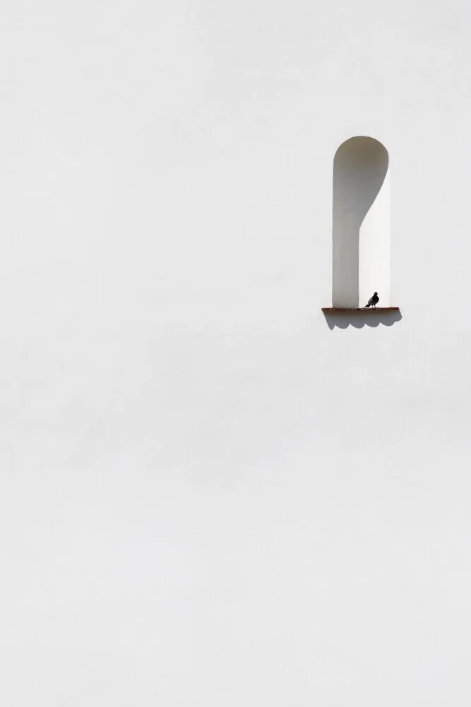 Colombe solitaire - Photographie fineart de Marcus Cederberg