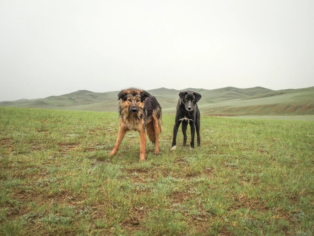 Chiens, Mongolie (2016) - Photographie fineart de Franziska Söhner