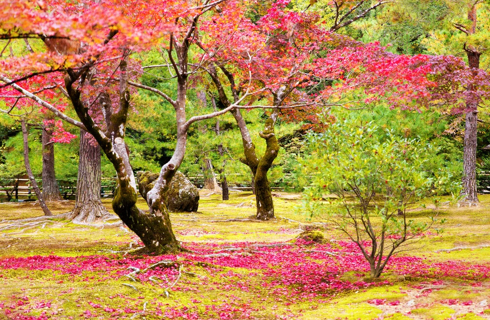 Herbst au Japon - fotokunst von Victoria Knobloch